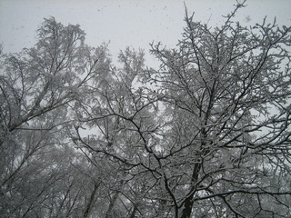 Fototapeta na wymiar Winter forest. Trees are standing in the snow. The forest is quiet. Frost. Cold. No one.