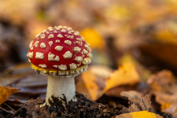 Amanite tue-mouches ou fausse oronge (Amanita muscaria)