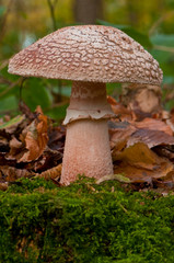 Amanite rougissante - amanita rubescens -amanite vineuse