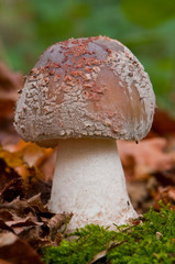 Amanite rougissante - amanita rubescens -amanite vineuse