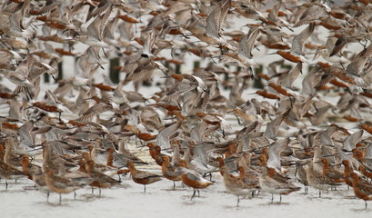 pfuhlschnepfe,bird,vögel,schwarm