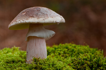 Amanite rougissante - amanita rubescens -amanite vineuse