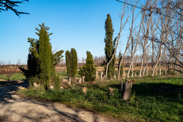 trees in park