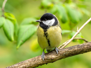 Portrait of great tit (Parus major) on blurred autumn yellow background. Garden bird Great tit...