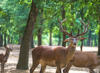 Deer with beautiful antlers in the green park on sunny day