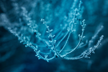 plants with hoarfrost. Frozen plants in winter with the hoarfrost.