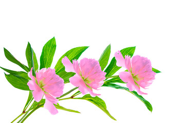 Colorful bright flower peony. nature