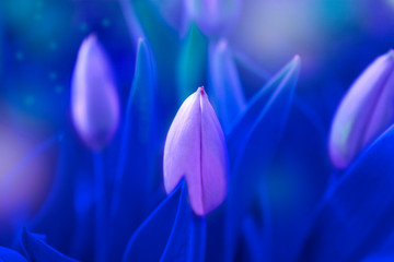 Fototapeta premium Tulip flowers toned blue color for the background.