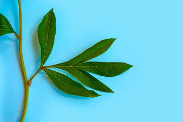Colorful bright flower peony. nature