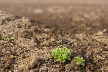 オランダミミナグサ