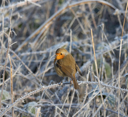 Robin on ice covered branch