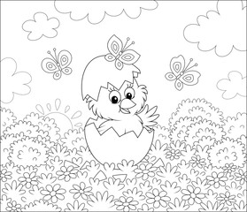 Hatched small chick looking out of a cracked egg on grass with flowers and butterflies flittering around on a sunny spring morning, black and white vector cartoon illustration