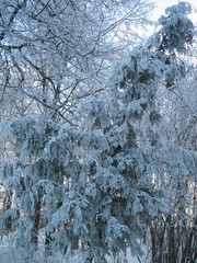 Winter forest. A lot of snow lies on the branches of trees, branches under the weight of snow bend down to the bottom. Frost. Cold. Nobody.