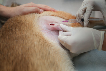 Obraz na płótnie Canvas Veterinarians are injecting tea around the wound. Vet feeding medicine with a syringe to Shiba inu dog. Veterinarians giving injection with syringe in dog.