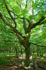 Suède. Sweden. Un chène centenaire dans une foret.  A century-old oak tree in a forest.