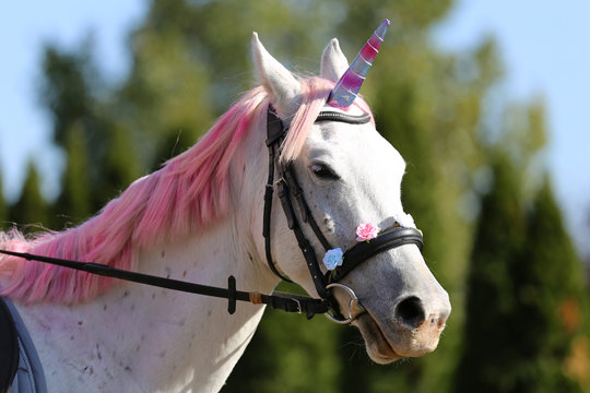 Beautiful magical unicorn horse realistic photography