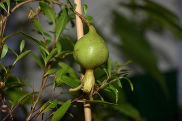 Unreifer Granatapfel