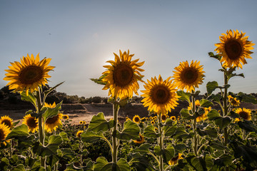 Bright yellow sunflowers with a blue sky background. Image.