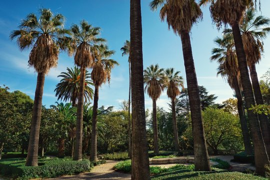 Palm trees on a city garden