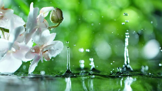 beautiful orchid phalaenopsis with water drop, relaxation with water ripple drops concept , filmed on cinema slow motion camera at 1000 fps