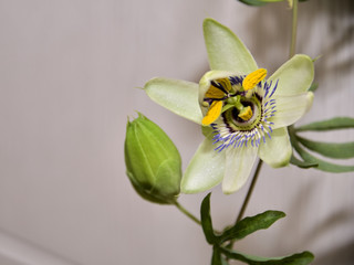 Escape with a flower and a bud of passionflower on a light background.