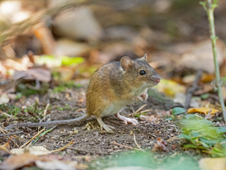 Wild Wood mouse resting on the root of a tree on the forest floor with lush green vegetation. House Mouse (Mus domesticus). gray mouse in nature