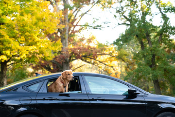 Golden retriever riding in car with head out of window