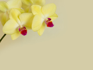 Fototapeta na wymiar Yellow Orchid Flower background card