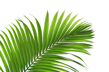 Obraz premium Green Leaf of Tropical Palm Tree Isolated on White Background
