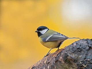 Portrait of great tit (Parus major) on blurred autumn yellow background. Garden bird Great tit (Parus major). sitting on a branch. autumn colors, red, yellow. natural background. 