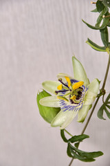 Escape with a flower and a bud of passionflower on a light background.