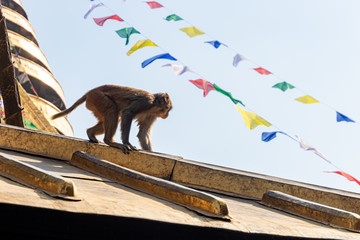 Kletternder Affe auf dem Dach der Swayambhunath Stupa mit Gebetsfahnen, Kathmandu, Nepal