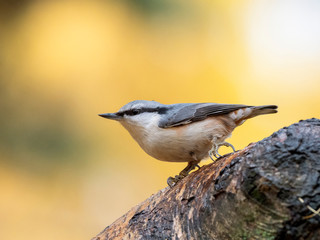 Portrait of Eurasian nuthatch or wood nuthatch (Sitta europaea) on blurred autumn yellow background.