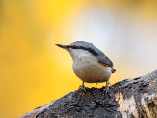 Portrait of Eurasian nuthatch or wood nuthatch (Sitta europaea) on blurred autumn yellow background.