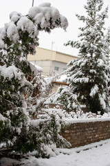 Trees covered in snow in a snowy day 