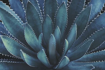 Papier Peint photo Cactus Usine d& 39 agave dans le fond de modèle abstrait naturel de couleur de ton bleu foncé