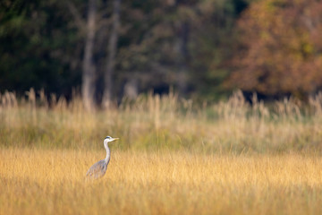 Grey Heron (Ardea cinerea) on a meadow in the nature protection area Moenchbruch near Frankfurt, Germany.