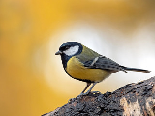 Portrait of great tit (Parus major) on blurred autumn yellow background. Garden bird Great tit (Parus major). sitting on a branch. autumn colors, red, yellow. natural background. 