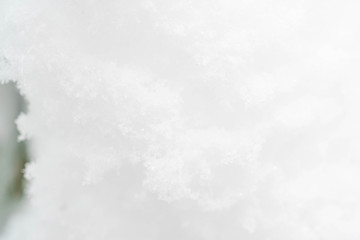 Snowflakes gathered togeder on a branch tree photographed  up close