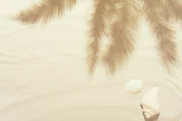 Sea shells with white sand and palm shadows. Tropical background