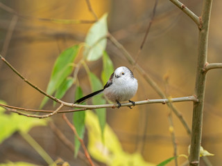Long-tailed tit (Aegithalos caudatus) in nature among the autumn entourage. Long-tailed tit (Aegithalos caudatus) on branch.
