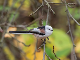 Long-tailed tit (Aegithalos caudatus) in nature among the autumn entourage. Long-tailed tit (Aegithalos caudatus) on branch.