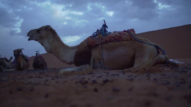 Camel at Dawn in Zagora Desert (Morocco)