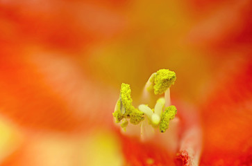 macro of an amaryllis flower