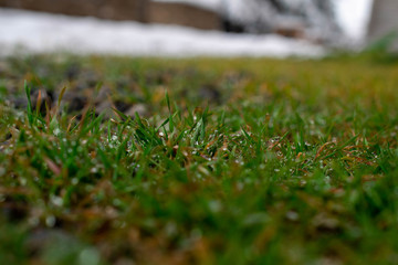 Melted snowflakes on the tip of the grass