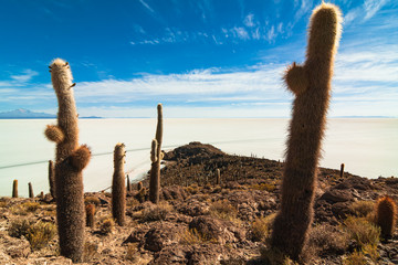 Desert landscape with salt lake and cactus in Bolivia