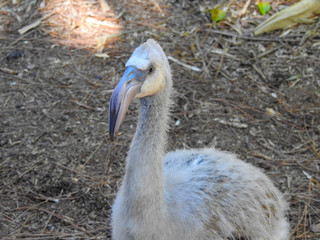 Baby Greater Flamingo in Florida