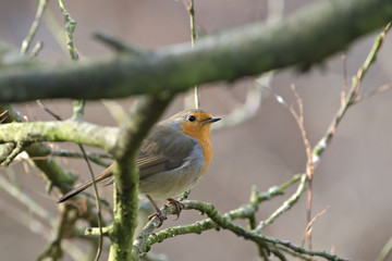 robin bird on forest background