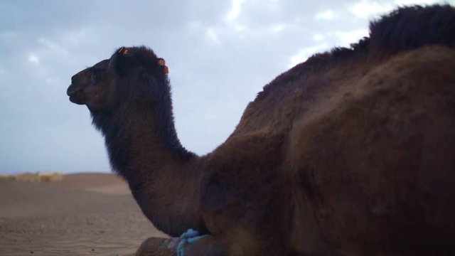 Camel at Zagora Desert