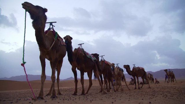 Camels in Zagora Desert (Morocco)